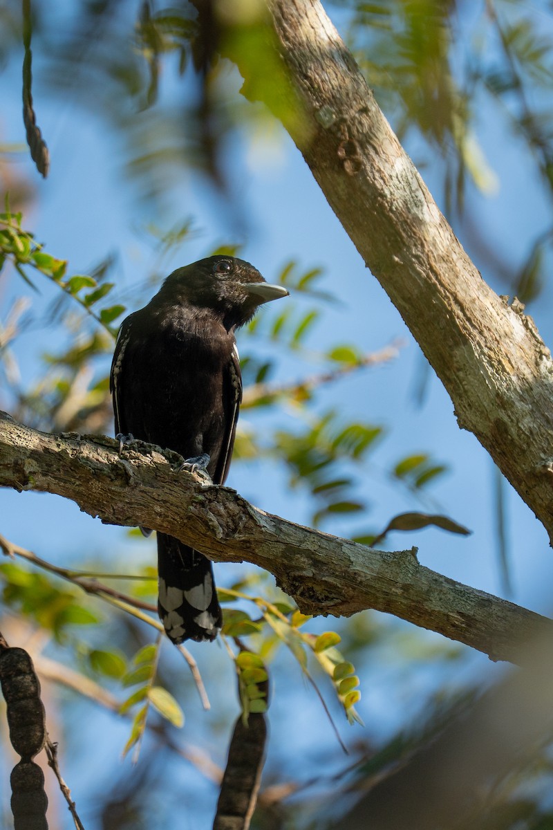 White-winged Becard - ML644406081