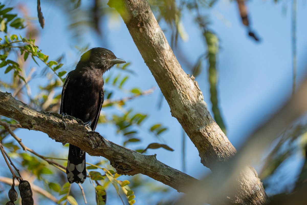 White-winged Becard - ML644406082