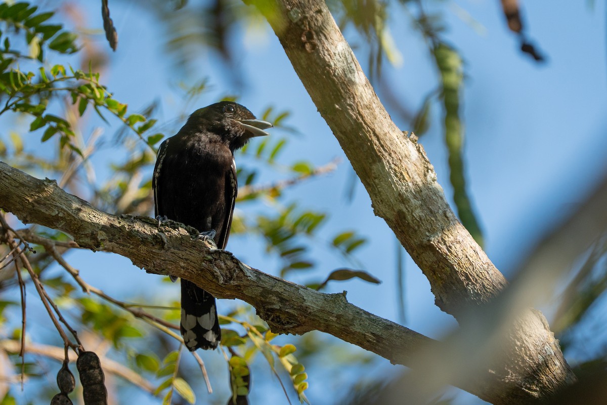 White-winged Becard - ML644406083