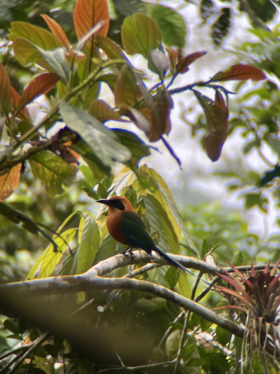 Rufous Motmot - ML644406087