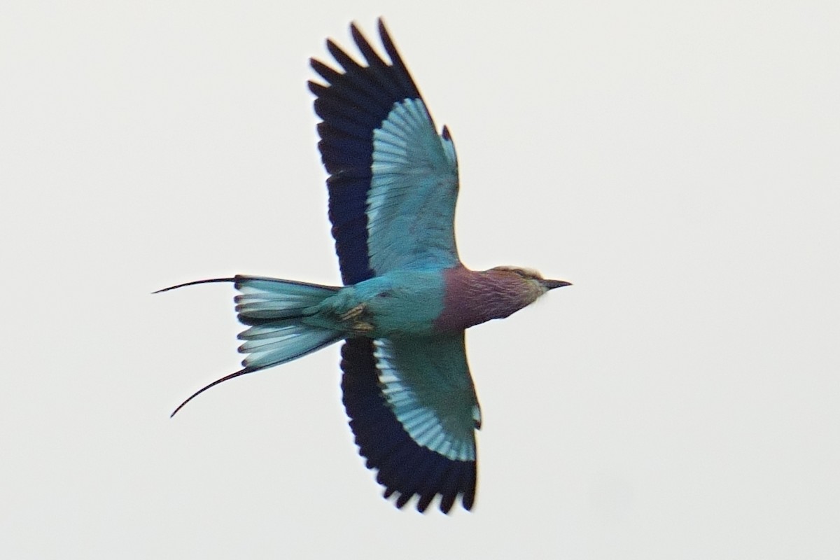 Lilac-breasted Roller - ML644406089