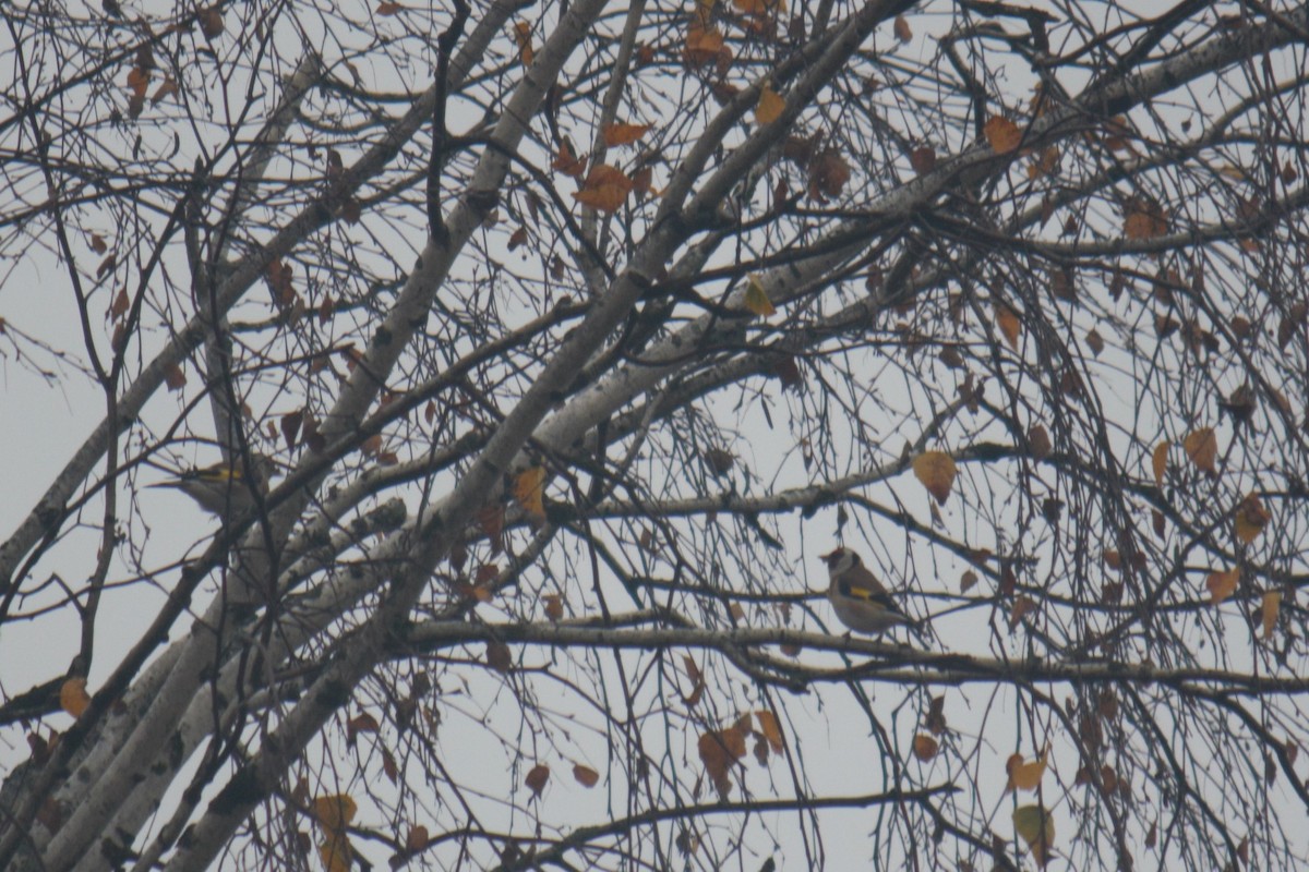 Kardantxiloa - ML644406090