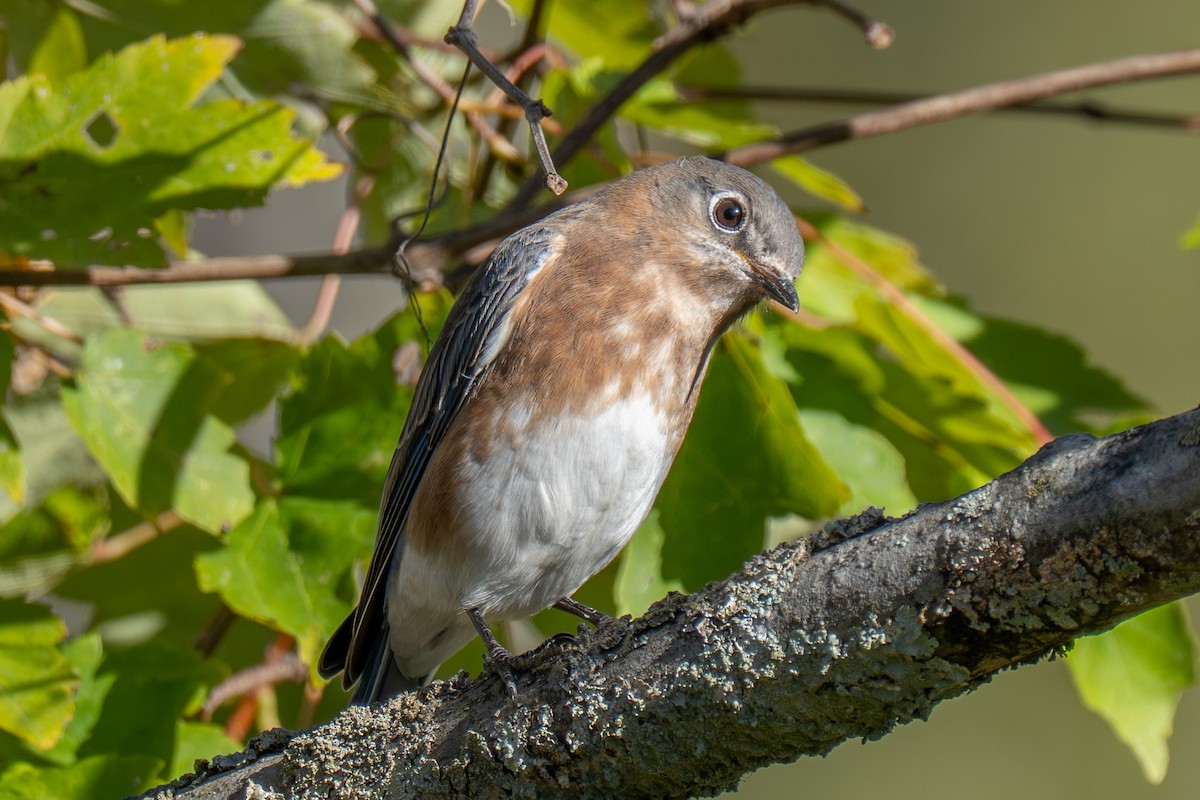 Eastern Bluebird - ML644406092