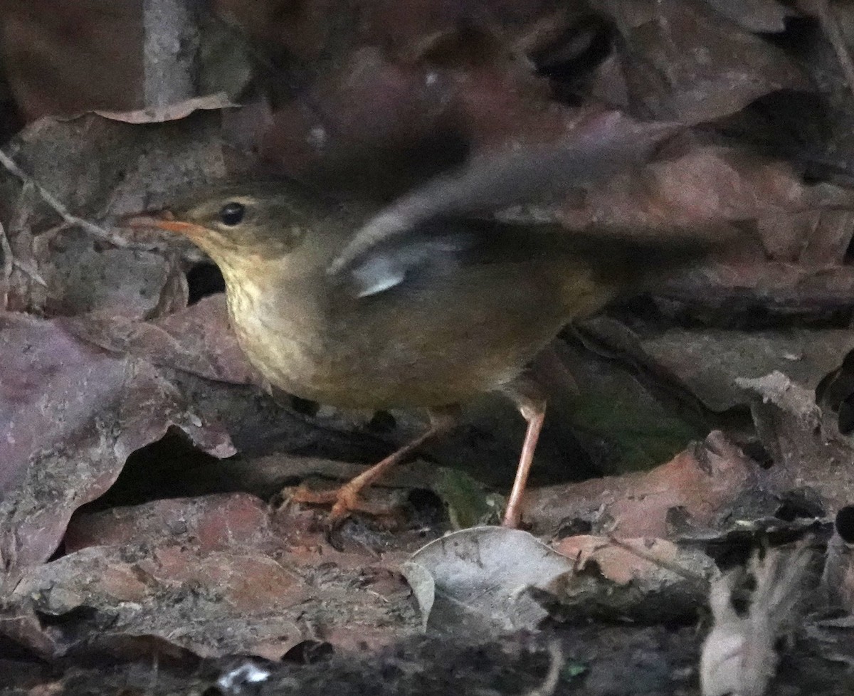 Middendorff's Grasshopper Warbler - ML644406093