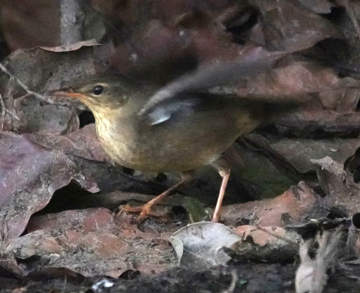 Middendorff's Grasshopper Warbler - ML644406094