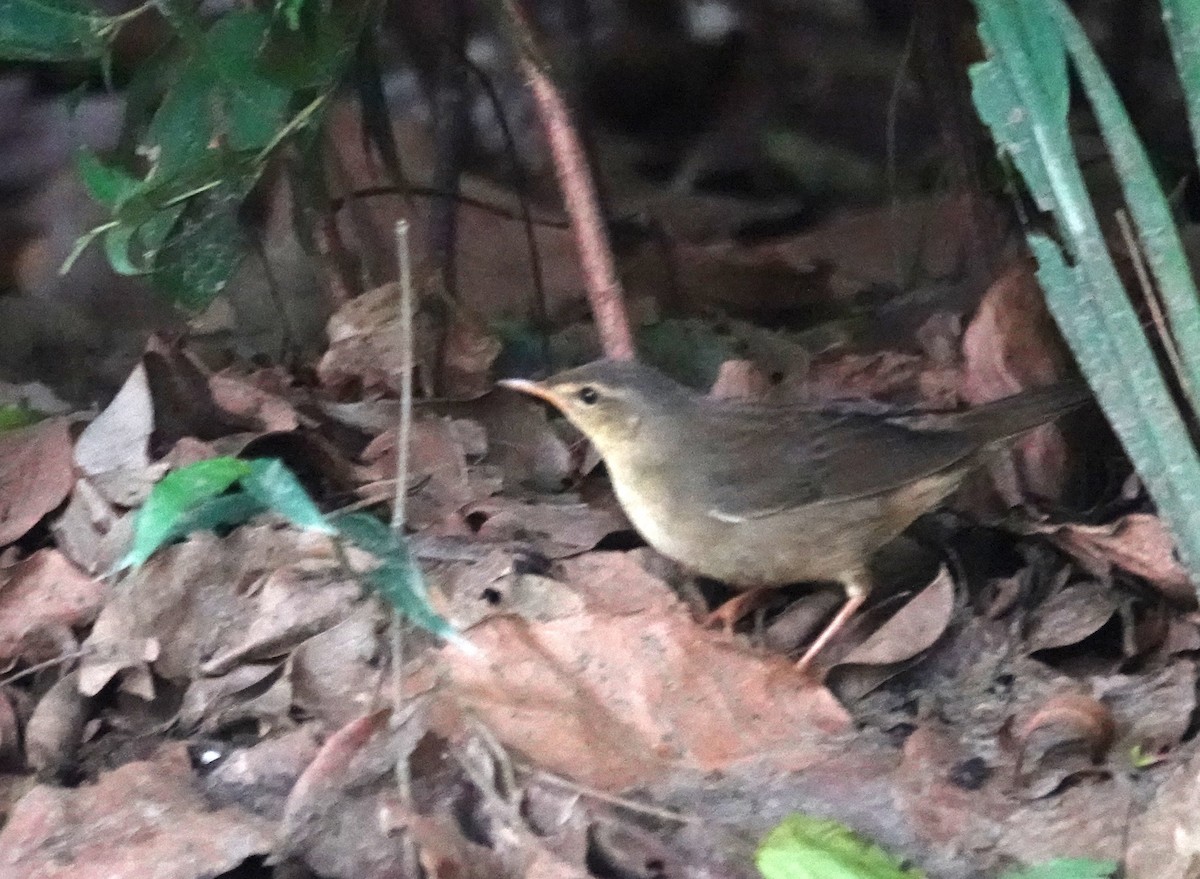 Middendorff's Grasshopper Warbler - ML644406095