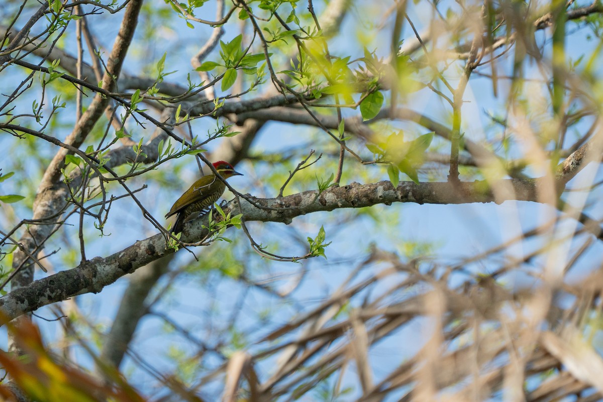 Golden-green Woodpecker - ML644406096