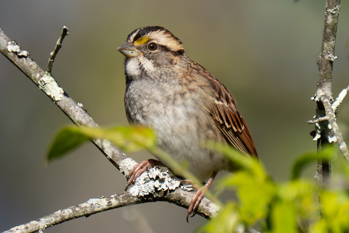 White-throated Sparrow - ML644406097