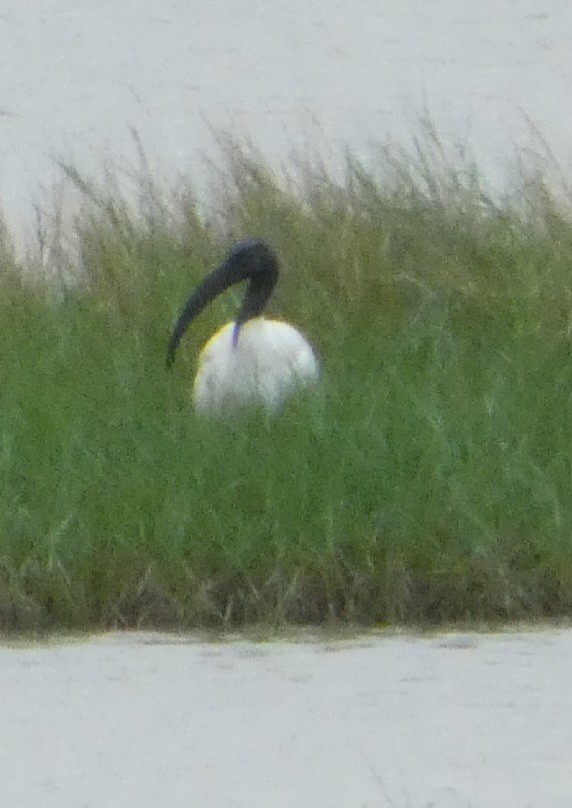 Ibis burubeltza - ML644406099