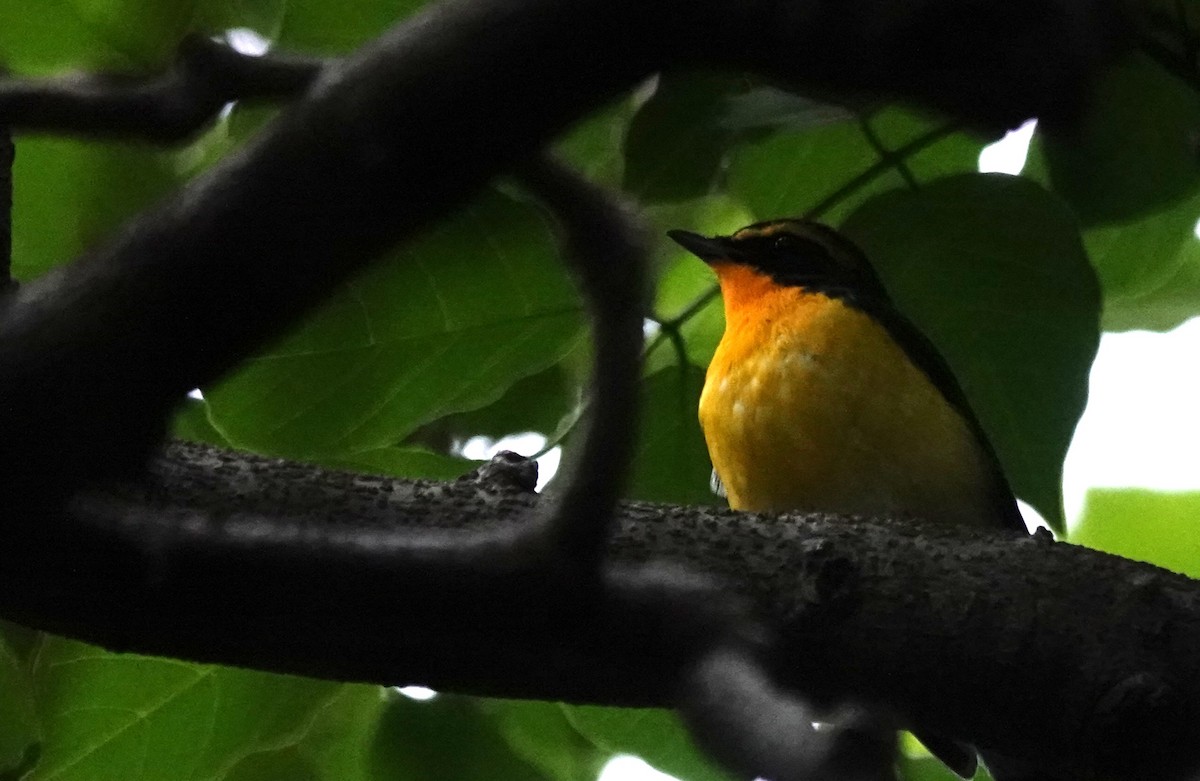 Narcissus Flycatcher - ML644406100