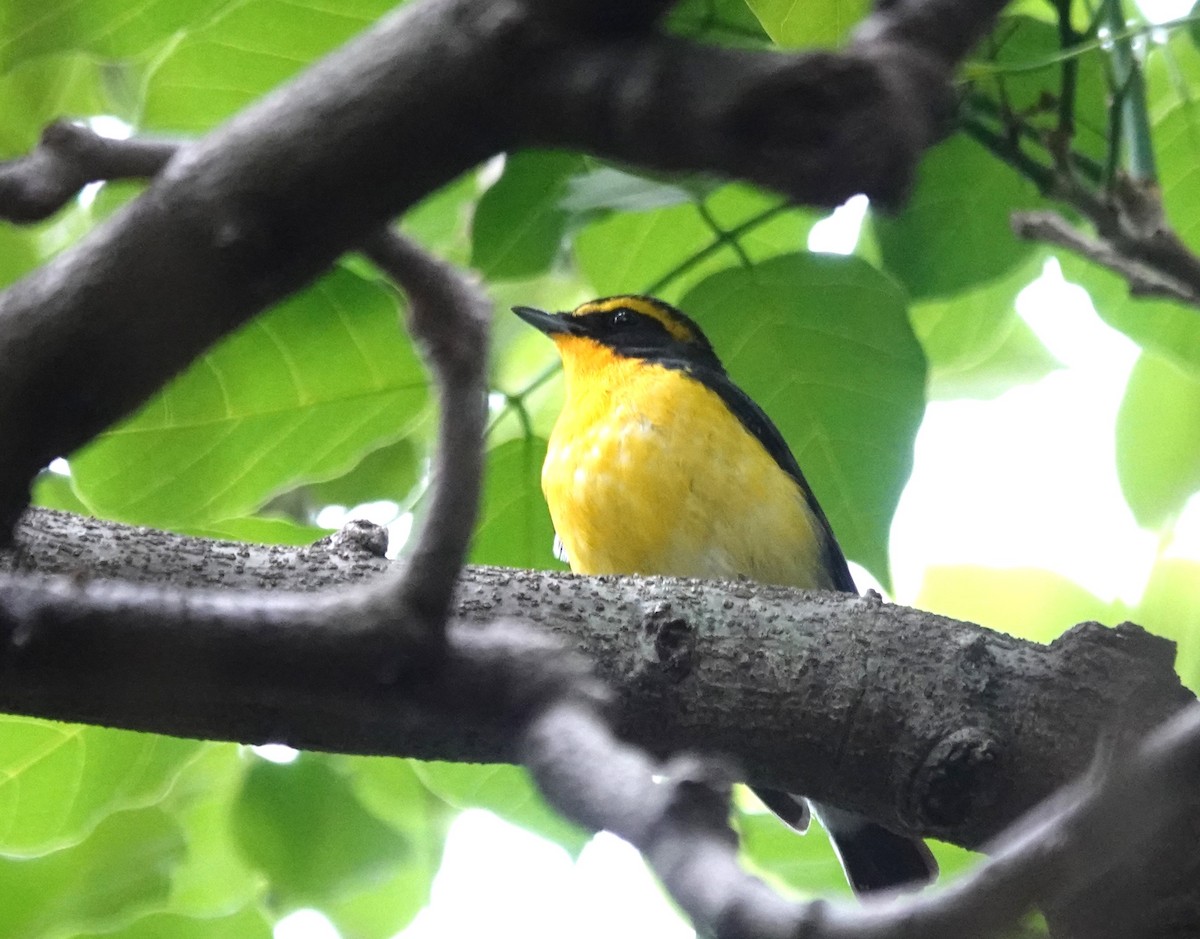 Narcissus Flycatcher - ML644406101