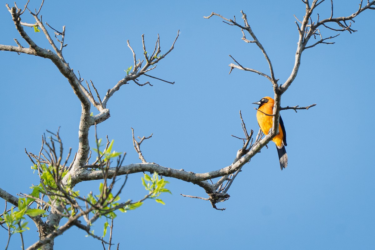 Orange-backed Troupial - ML644406102