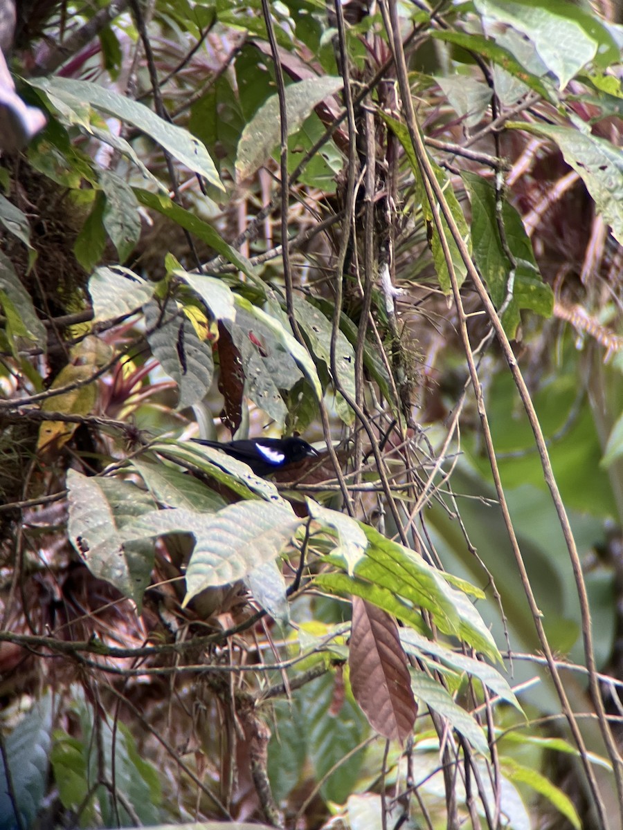 White-shouldered Tanager - ML644406103