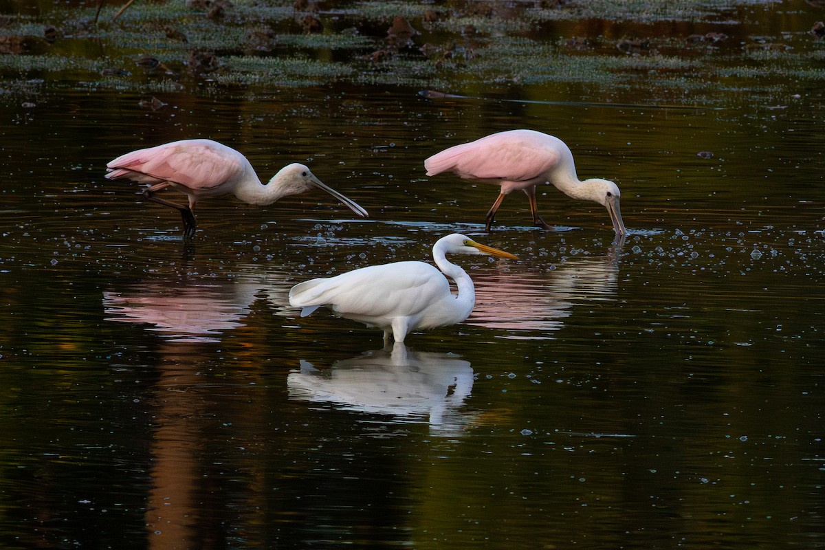 Koartza zuria - ML644406104