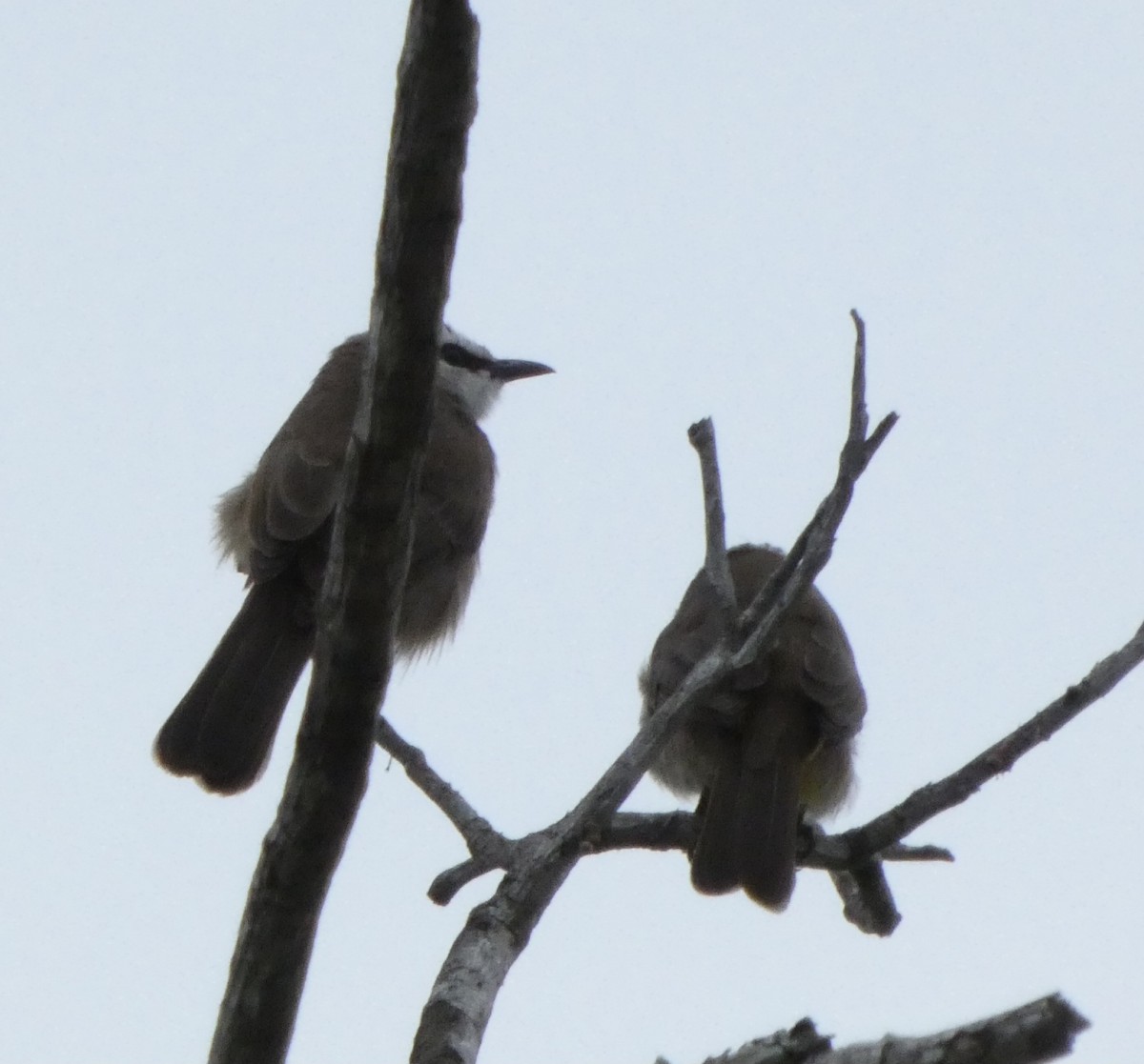Yellow-vented Bulbul - ML644406116