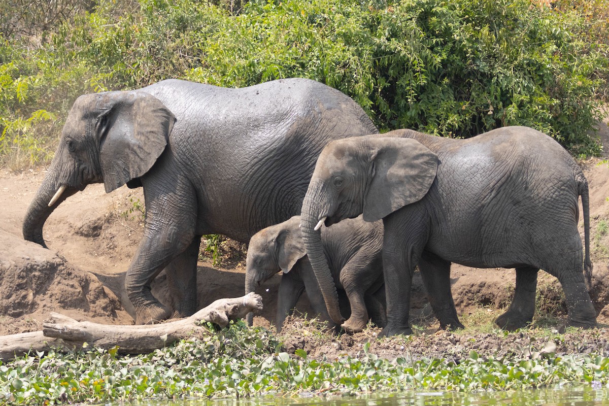 African Savanna Elephant - ML644406117