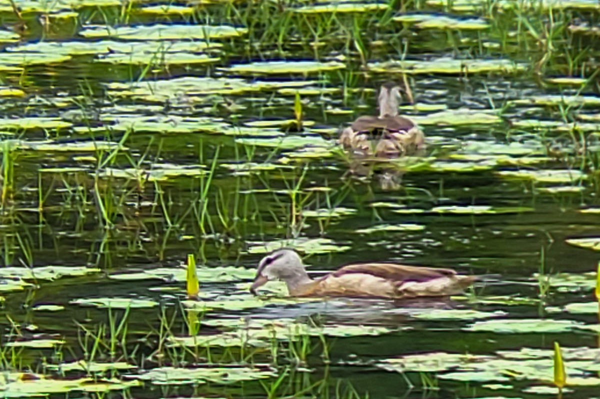 Cotton Pygmy-Goose - ML644406121