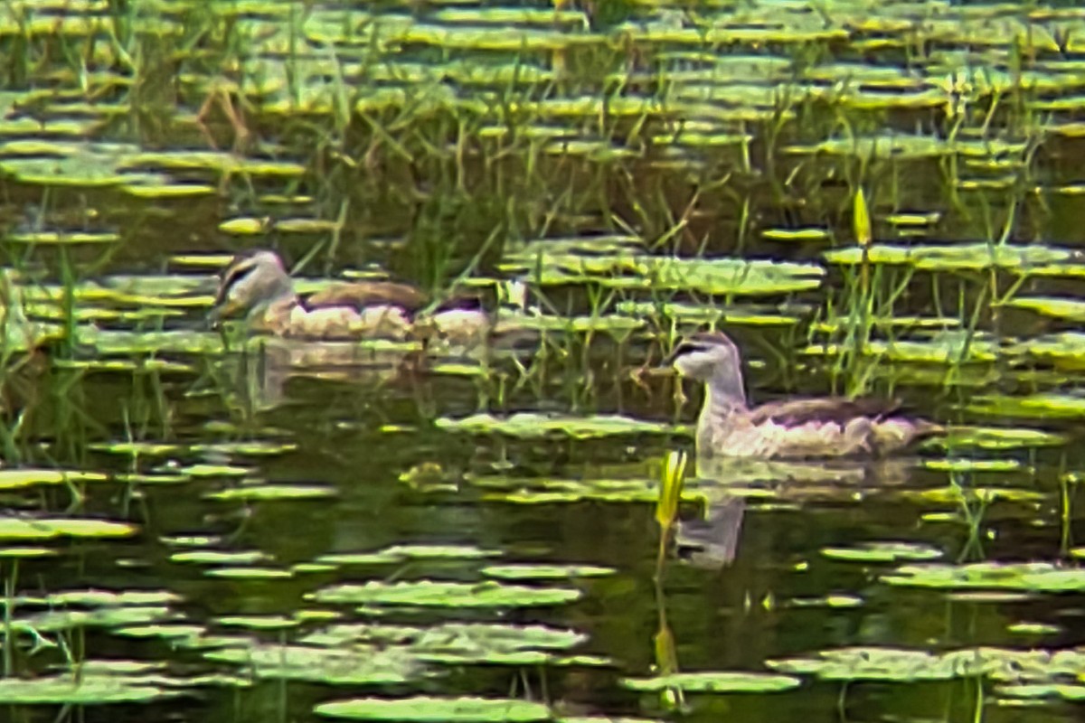 Cotton Pygmy-Goose - ML644406122