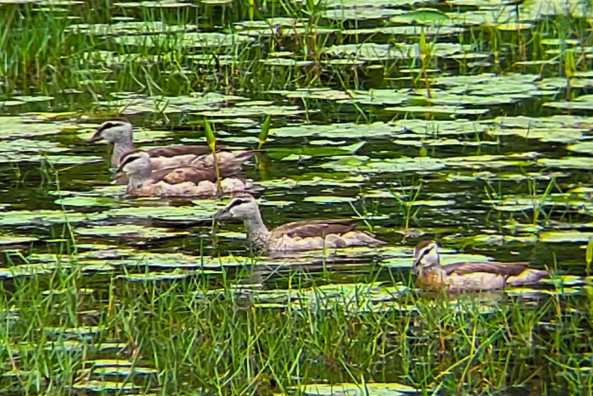 Cotton Pygmy-Goose - ML644406123