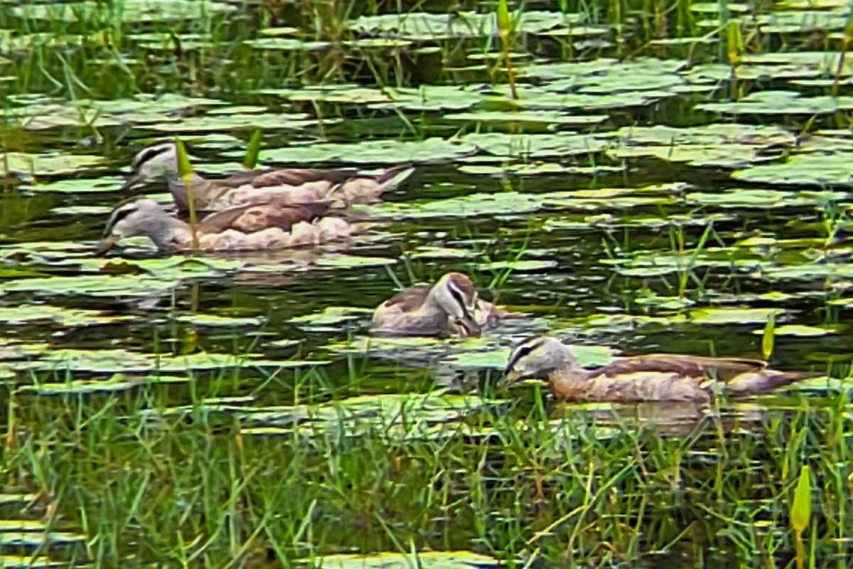 Cotton Pygmy-Goose - ML644406124