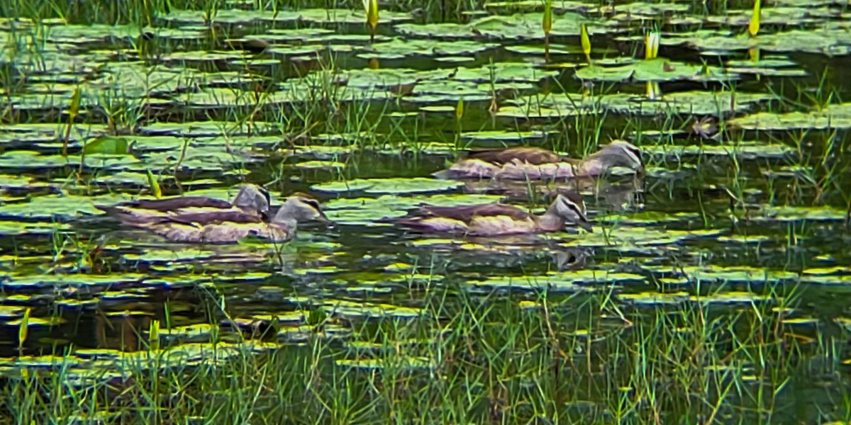 Cotton Pygmy-Goose - ML644406125