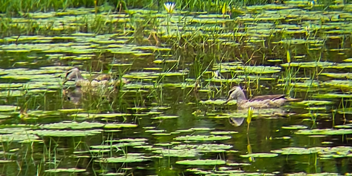 Cotton Pygmy-Goose - ML644406126