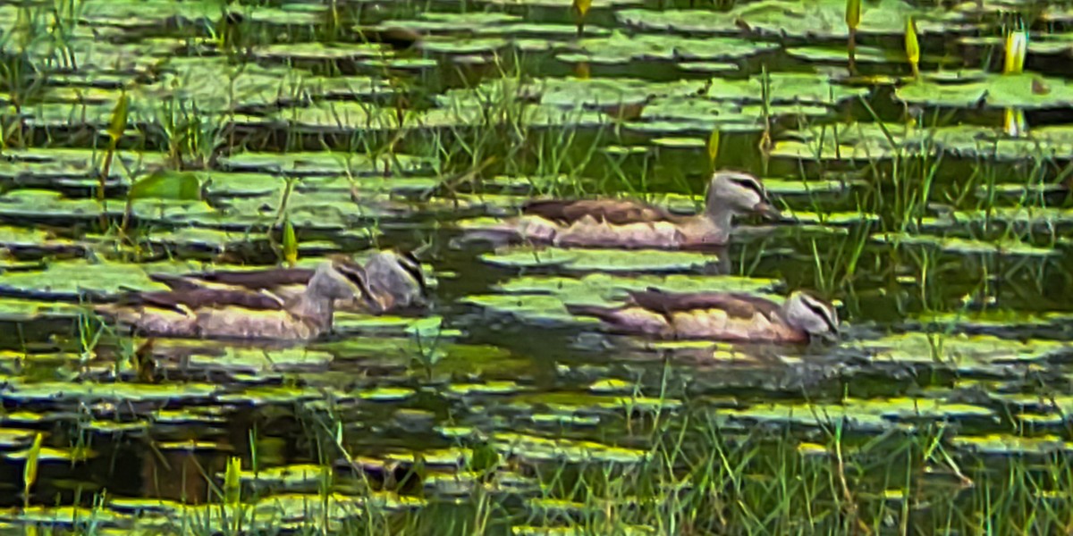 Cotton Pygmy-Goose - ML644406127