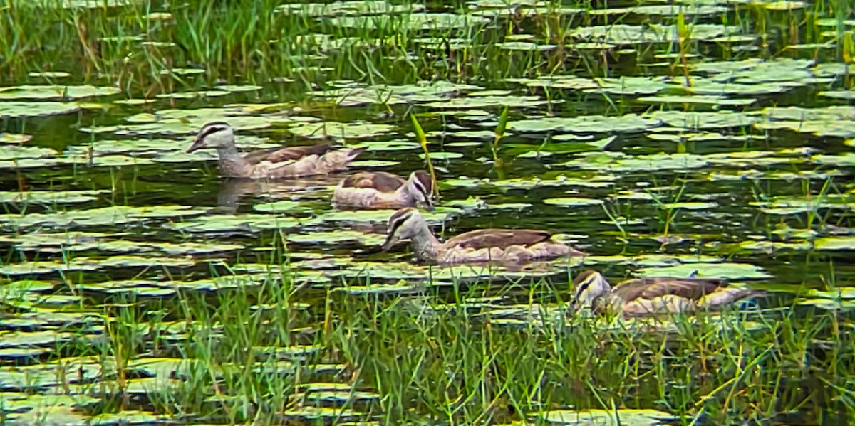 Cotton Pygmy-Goose - ML644406128