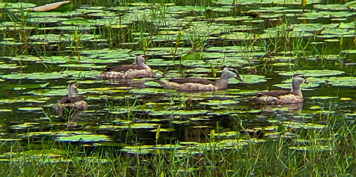 Cotton Pygmy-Goose - ML644406129