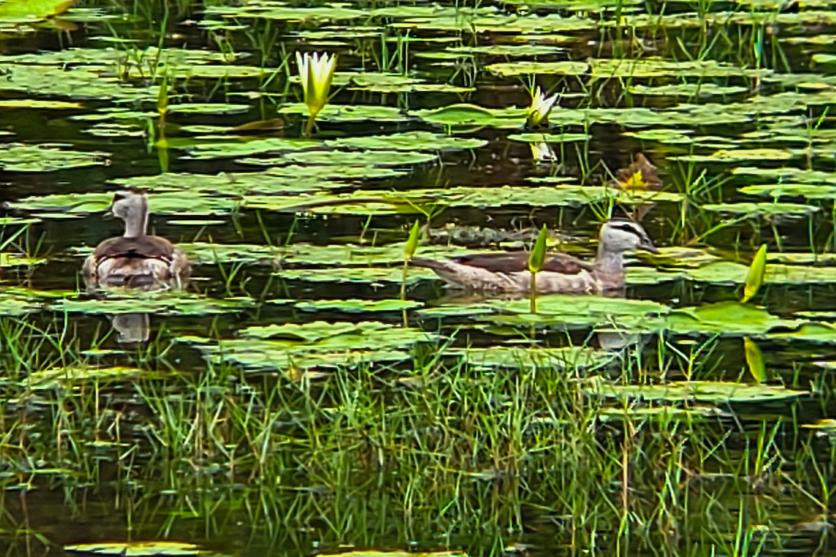 Cotton Pygmy-Goose - ML644406130