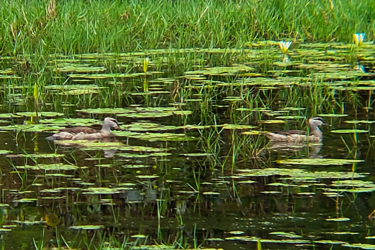 Cotton Pygmy-Goose - ML644406131
