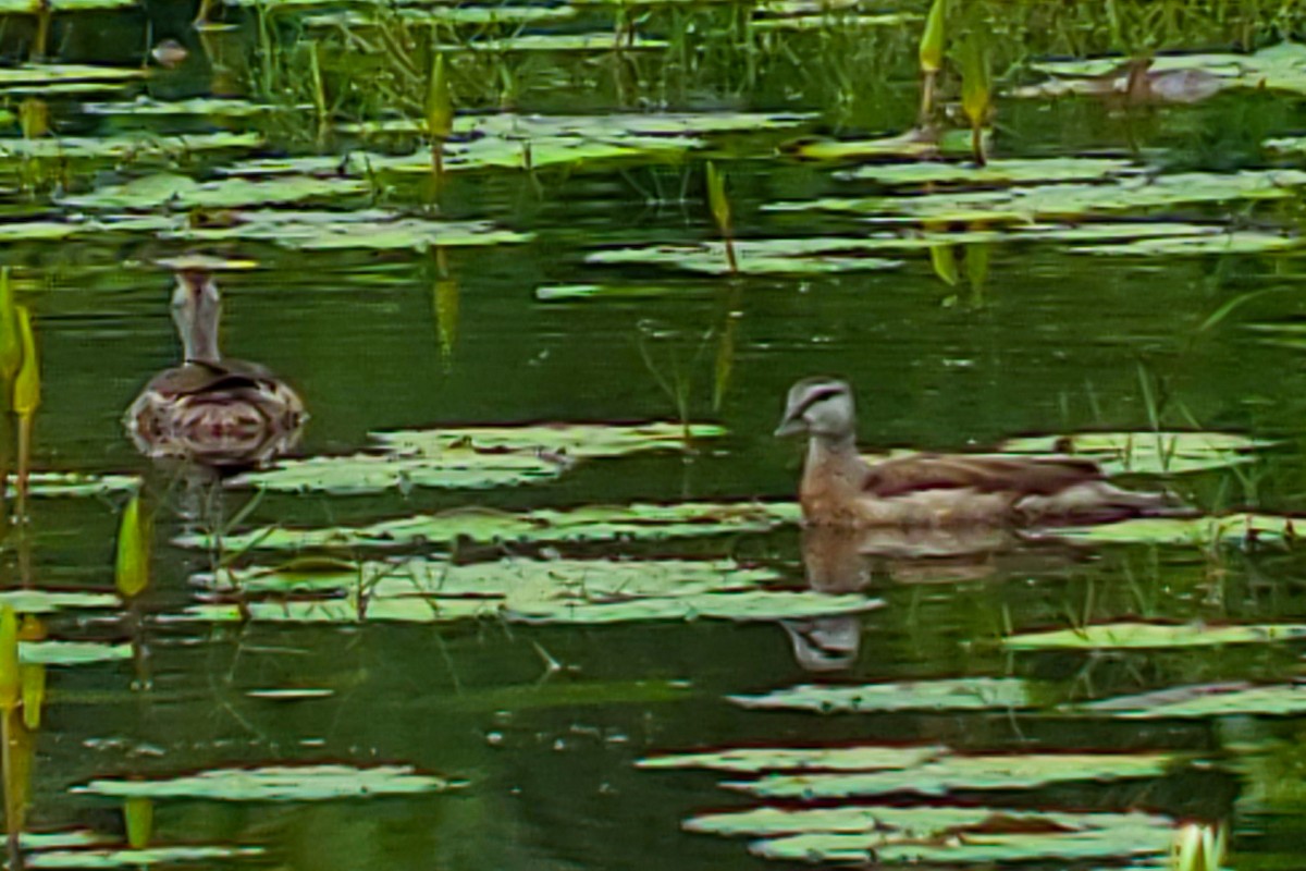 Cotton Pygmy-Goose - ML644406132