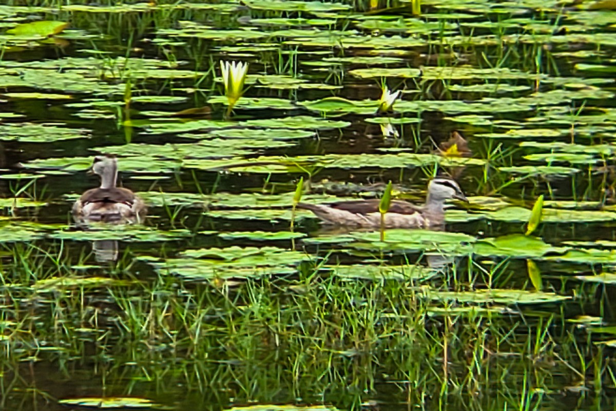 Cotton Pygmy-Goose - ML644406133