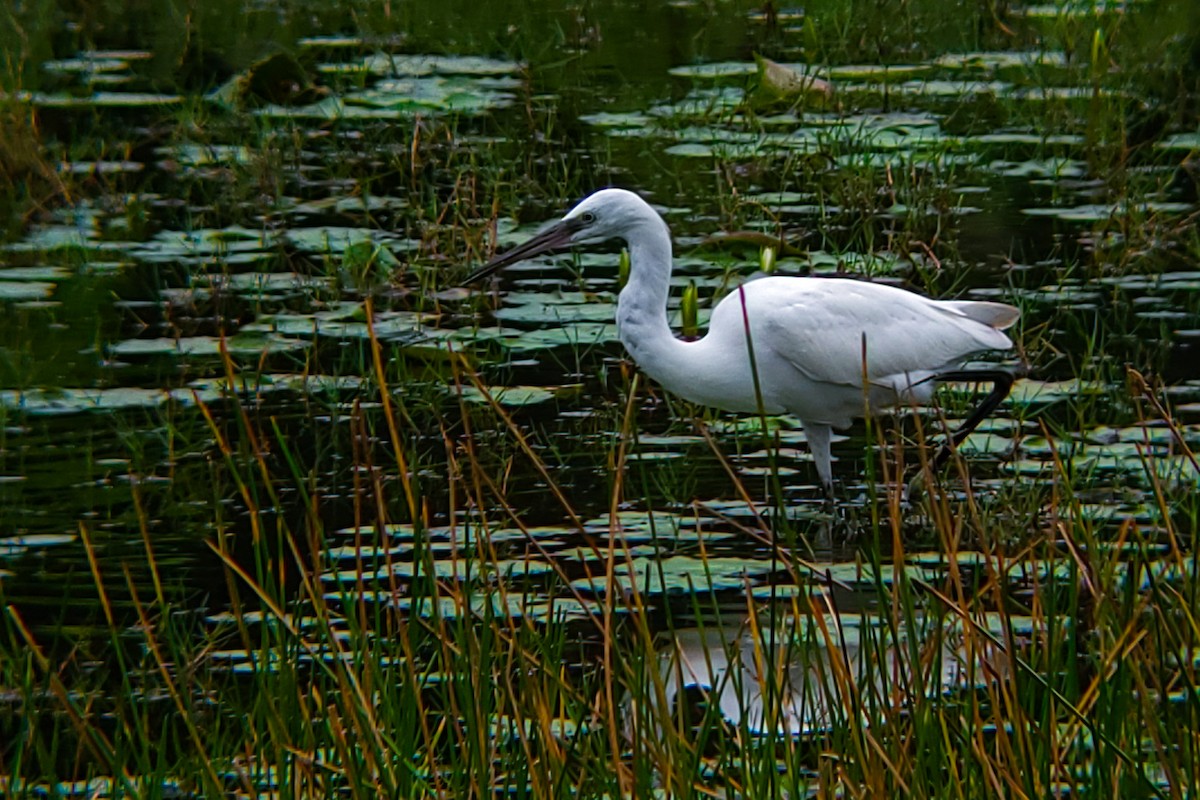 Хурган дэглий - ML644406144