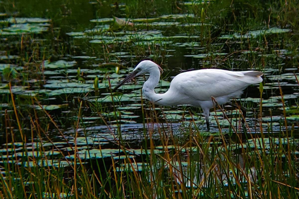 Хурган дэглий - ML644406148