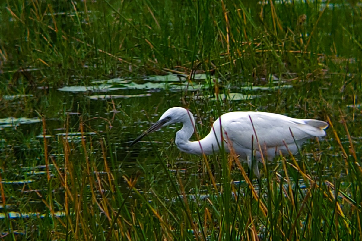 Хурган дэглий - ML644406149