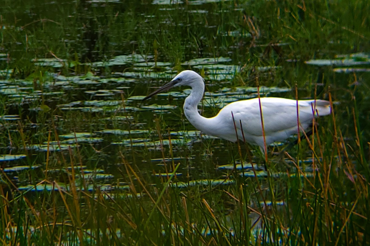 Хурган дэглий - ML644406150