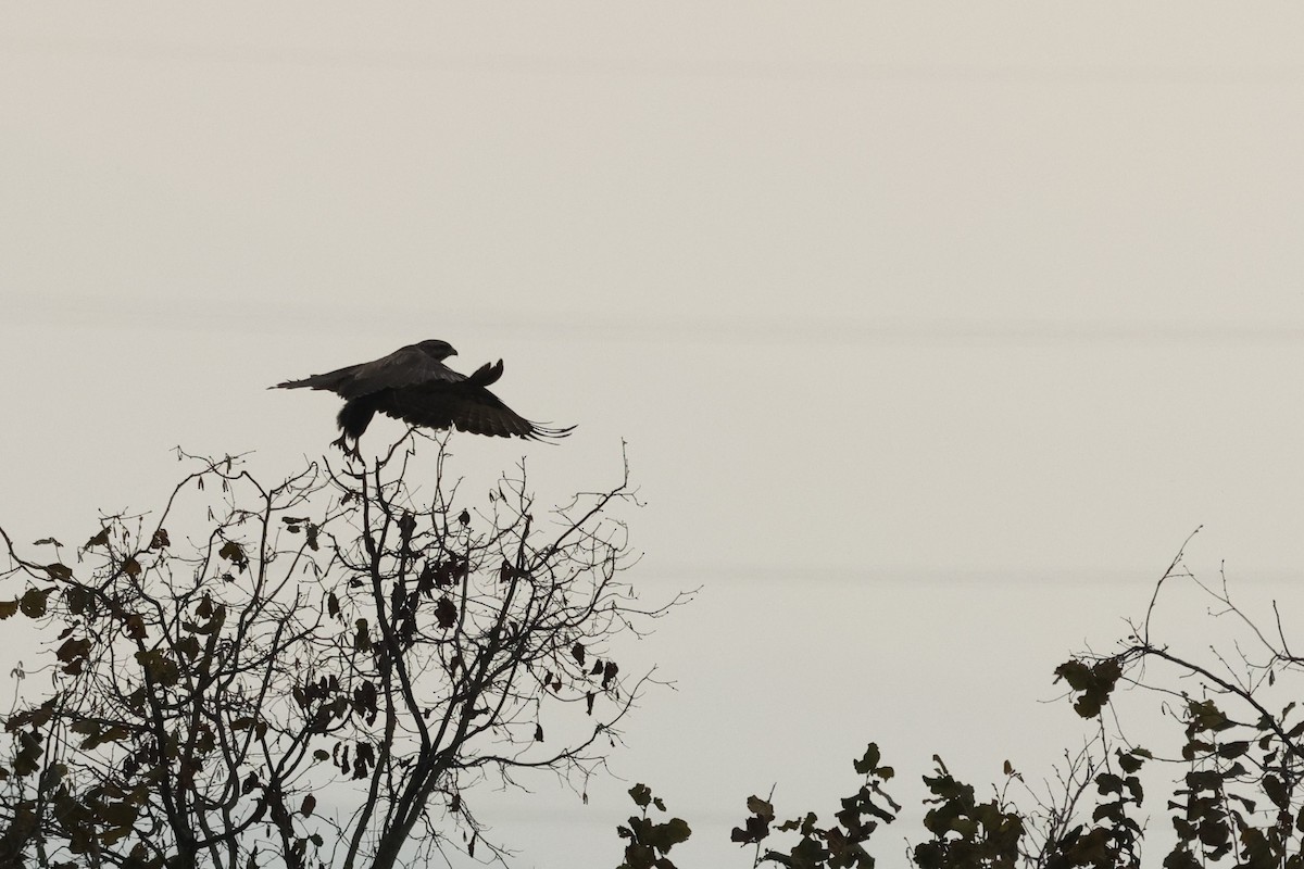 Common Buzzard - ML644406152