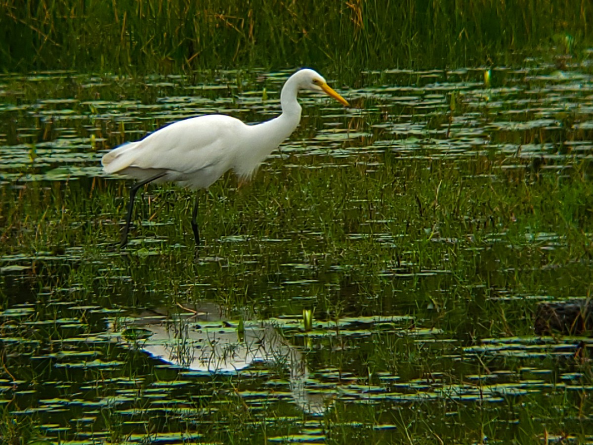 Бэсрэг дэглий - ML644406157