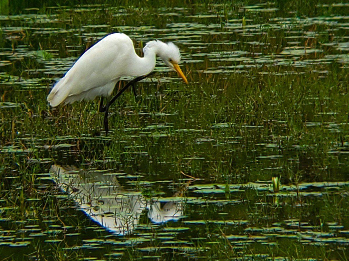 Бэсрэг дэглий - ML644406158