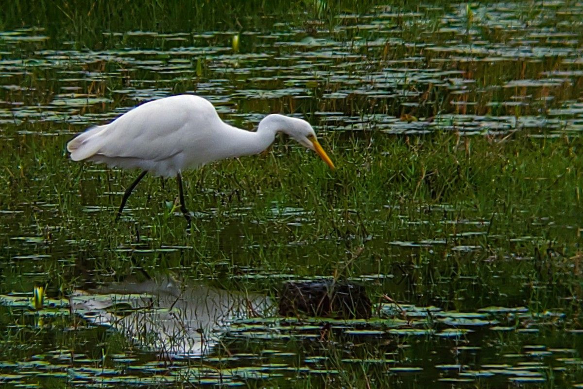 Бэсрэг дэглий - ML644406159