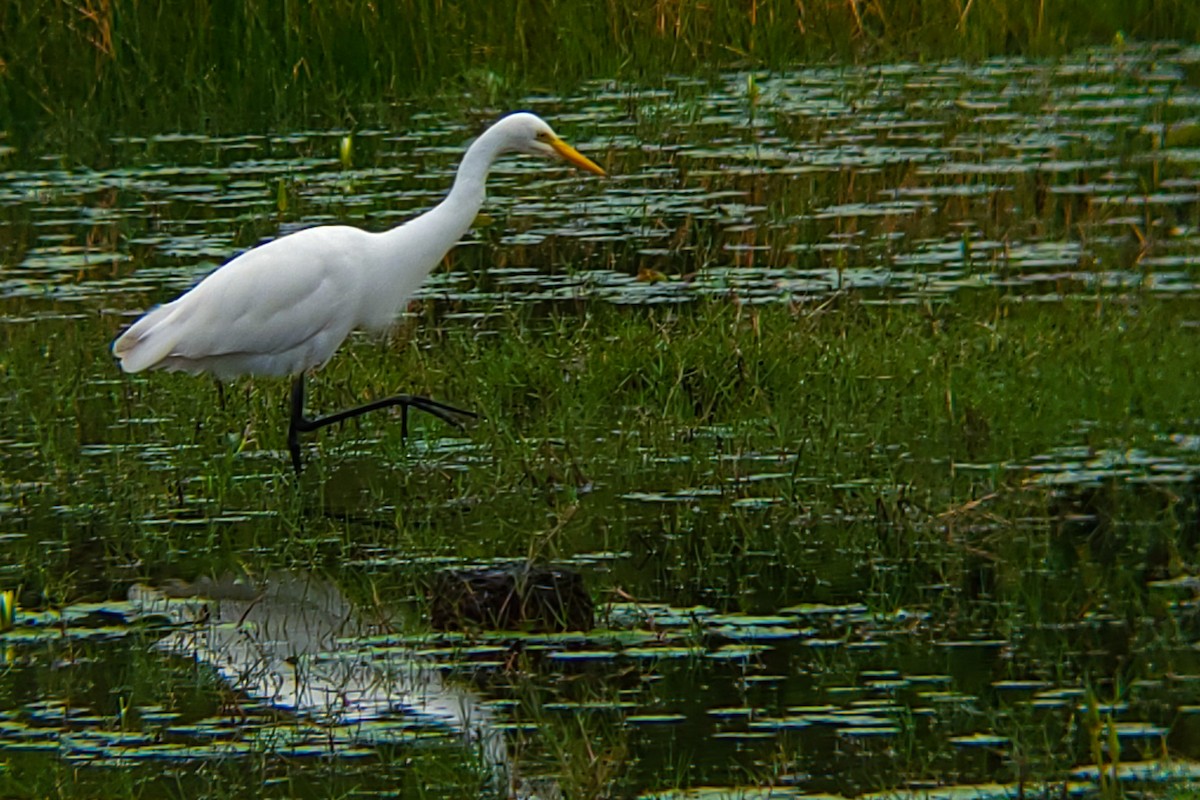 Бэсрэг дэглий - ML644406162