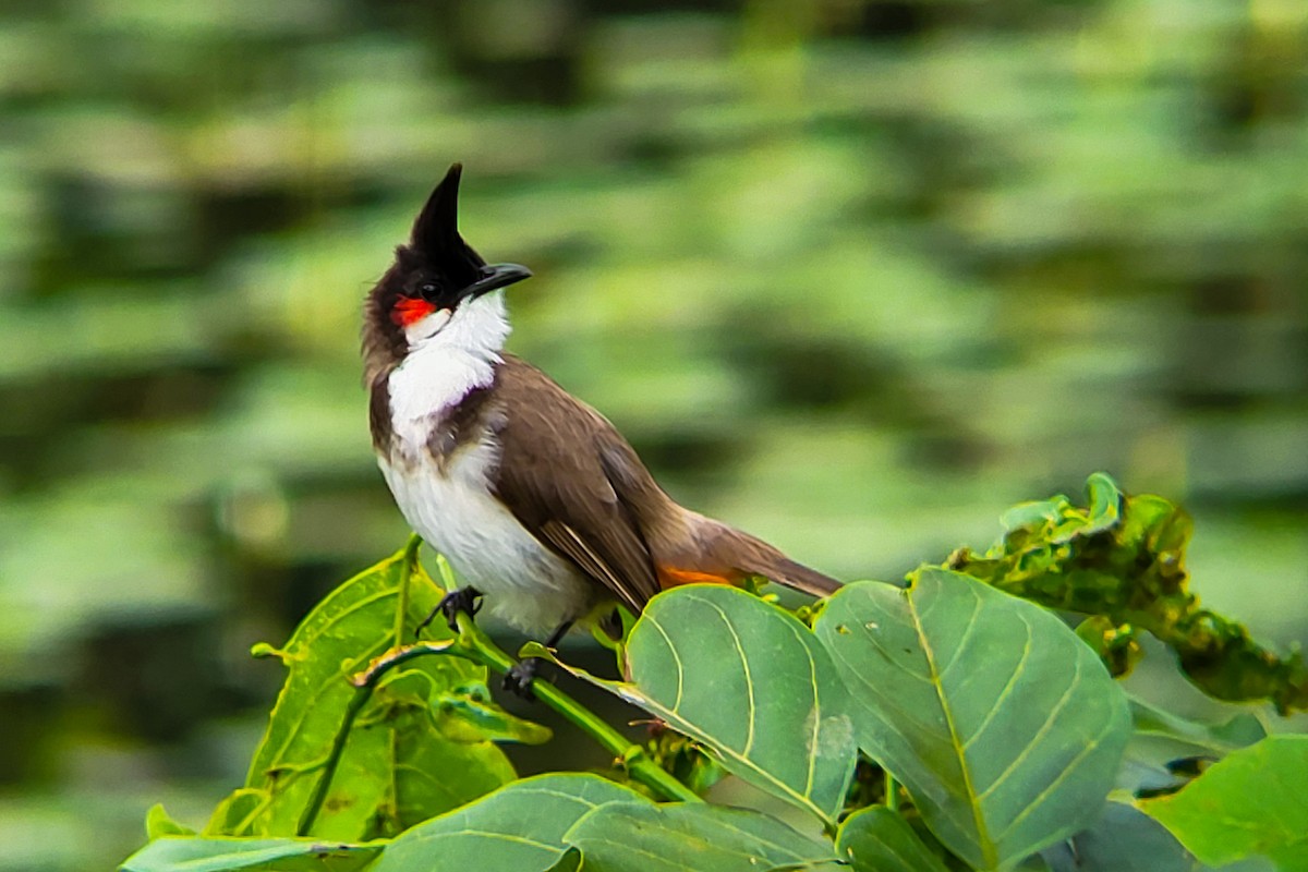 Red-whiskered Bulbul - ML644406178