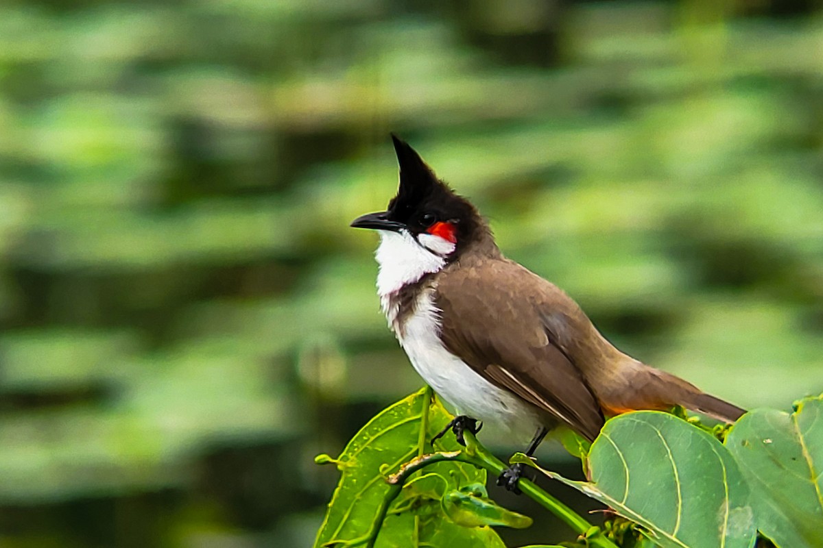 Red-whiskered Bulbul - ML644406179