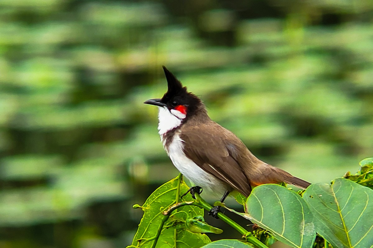 Red-whiskered Bulbul - ML644406180