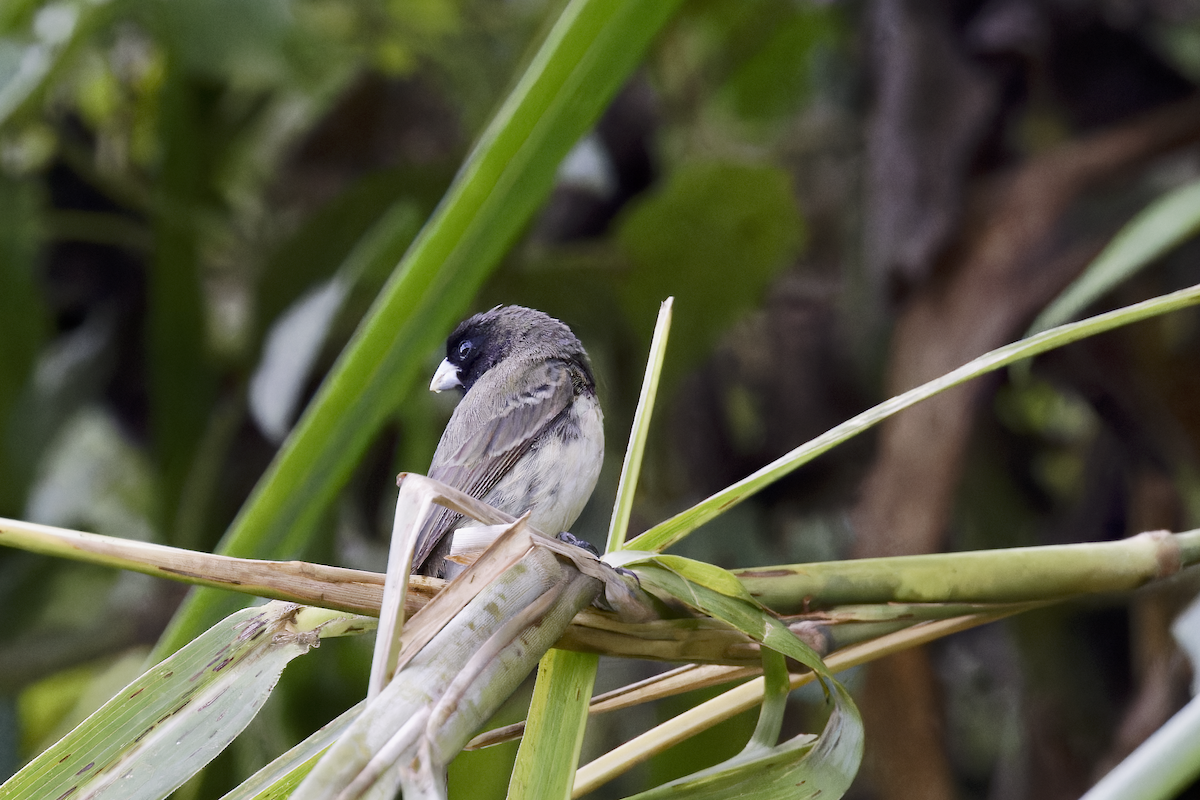 Gelbbauchspelzer - ML644406182