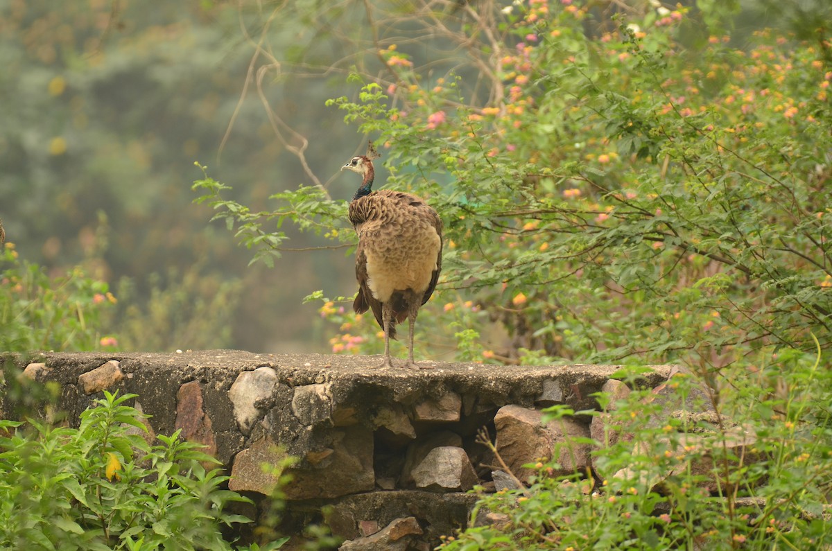 Indian Peafowl - ML644406200