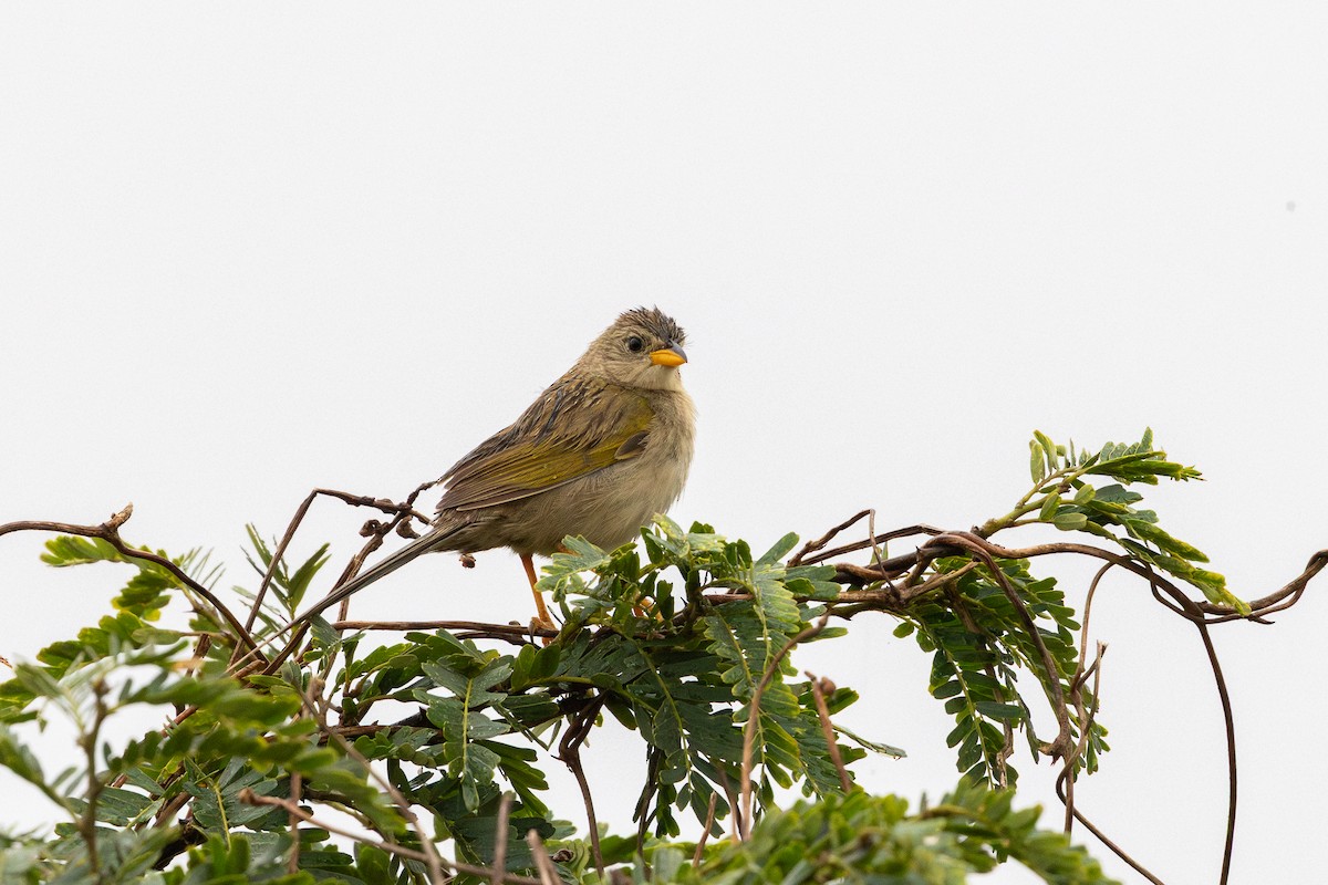 Wedge-tailed Grass-Finch - ML644406202