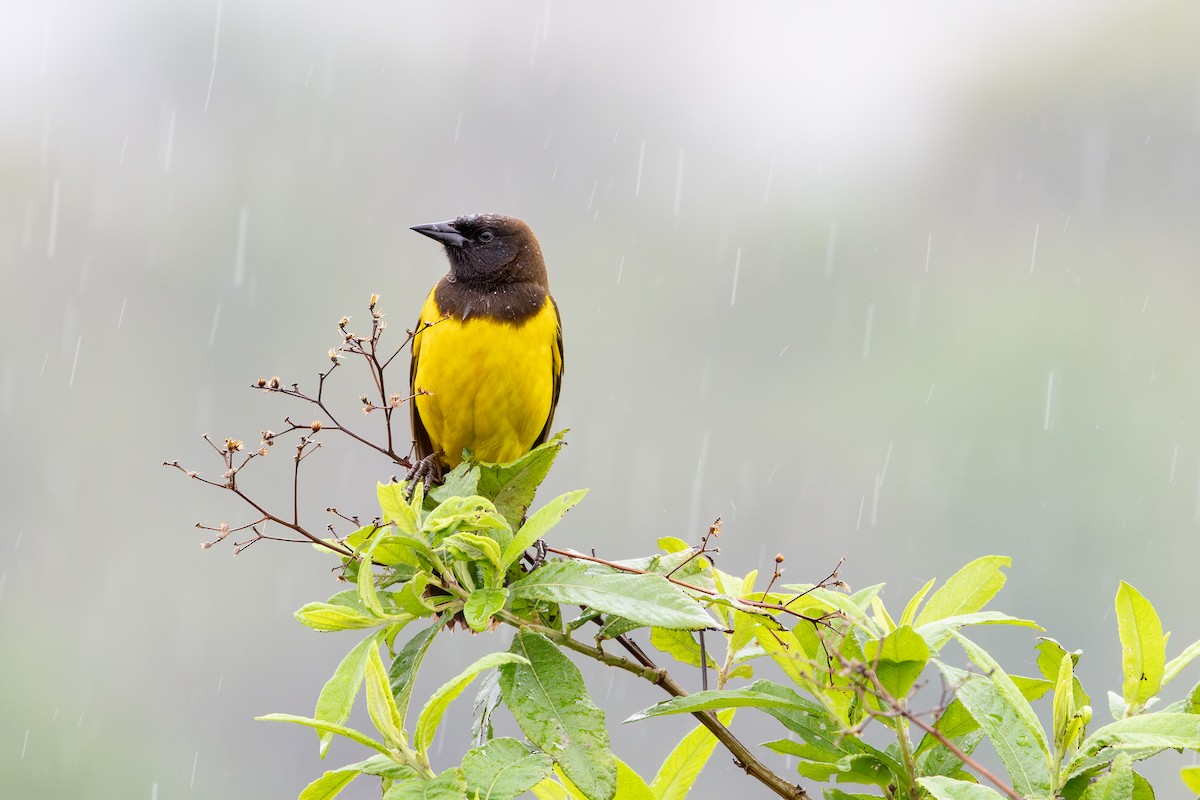 Yellow-rumped Marshbird - ML644406207