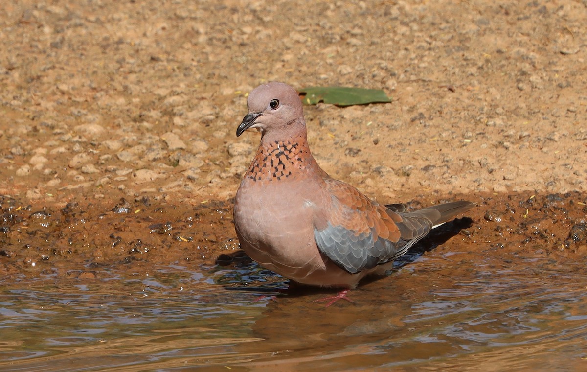 Малая горлица - ML644406218